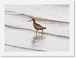 punakuiri Bar-tailed Godwit * 800 x 583 * (355KB)